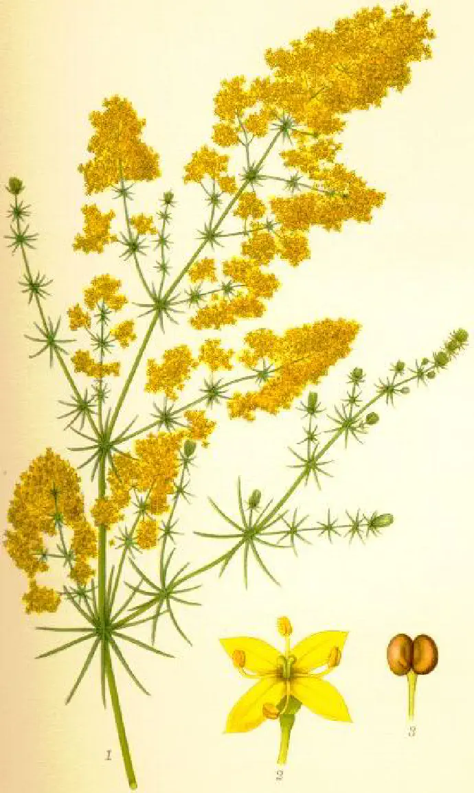 Botanical illustration of lady's bedstraw for easier identification.