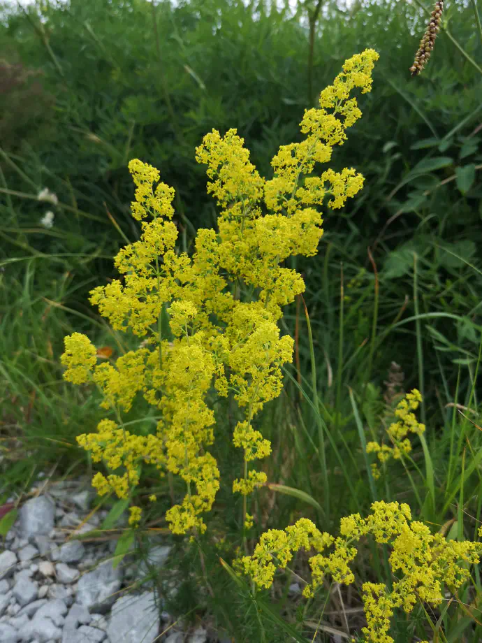 Lady's bedstraw has a long tradition of use in folk herbal medicine.