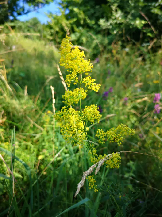 Its diuretic medicinal effects are particularly valued. An alcohol extract of Lady's bedstraw may also be used for urinary tract problems.
