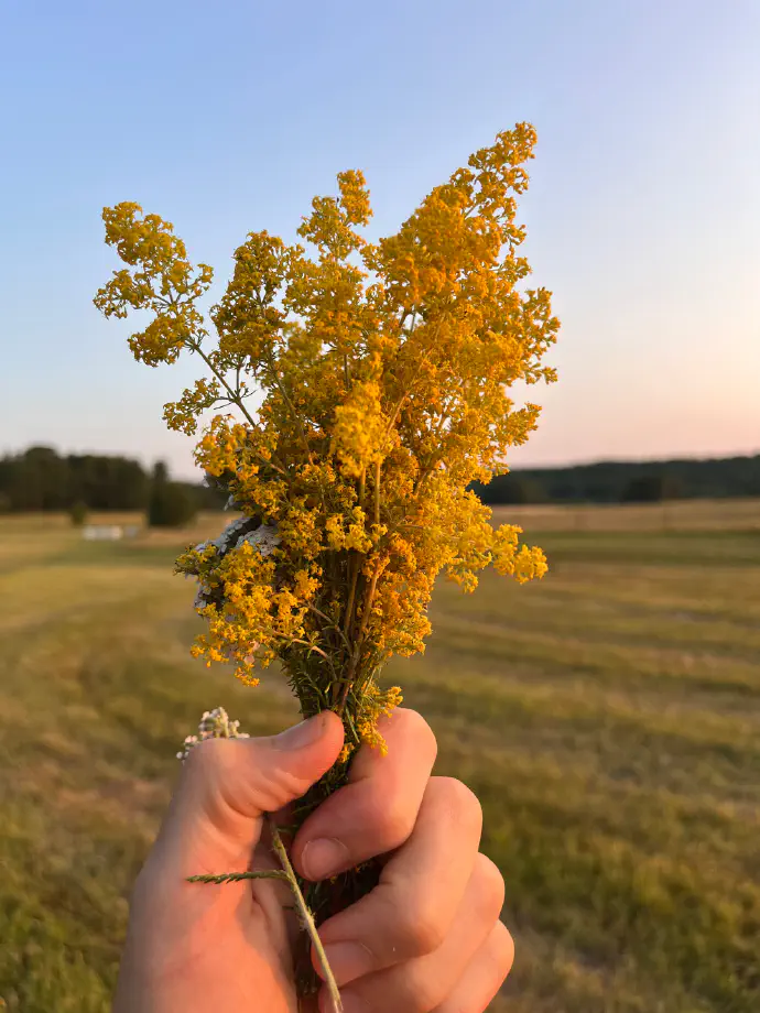 A hand holding a freshly picked bouquet of yellow lady's bedstraw (Galium verum) flowers in an open field