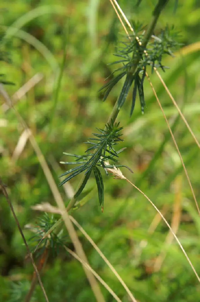 Leaves of lady's bedstraw (*Galium verum*) – needle-like, rolled under at the edges, whitish underneath, and arranged in whorls of 8 to 12 leaves.