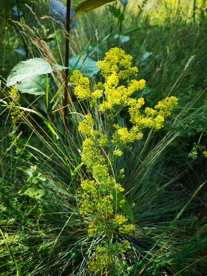 Creams and ointments are prepared from freshly pressed lady's bedstraw juice mixed with a suitable fat base.