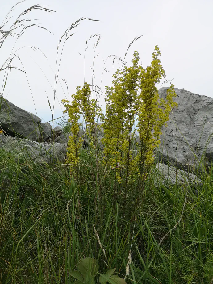 Lady's bedstraw in bloom: harvesting season from June to September.