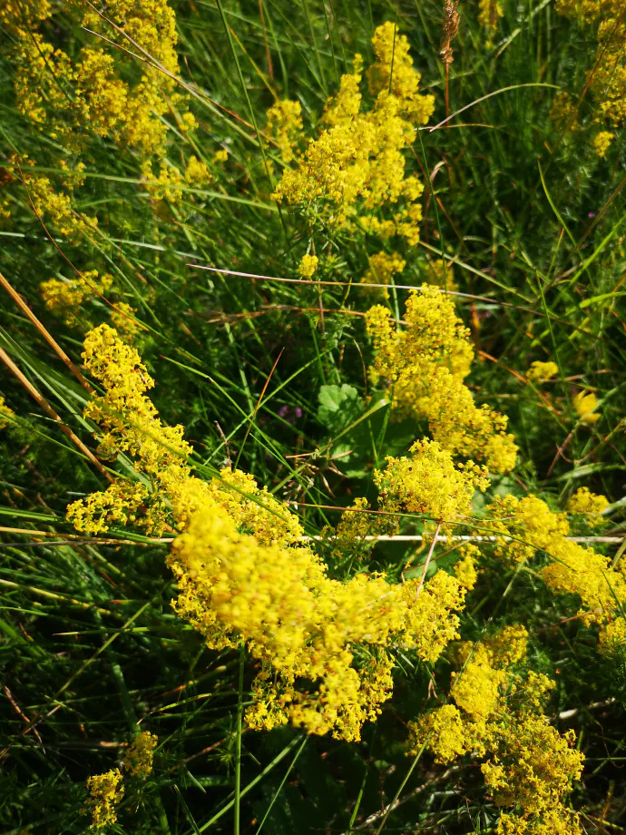Lady's bedstraw tincture (alcohol extract) is traditionally taken in courses, as described in the 'Uses' section.