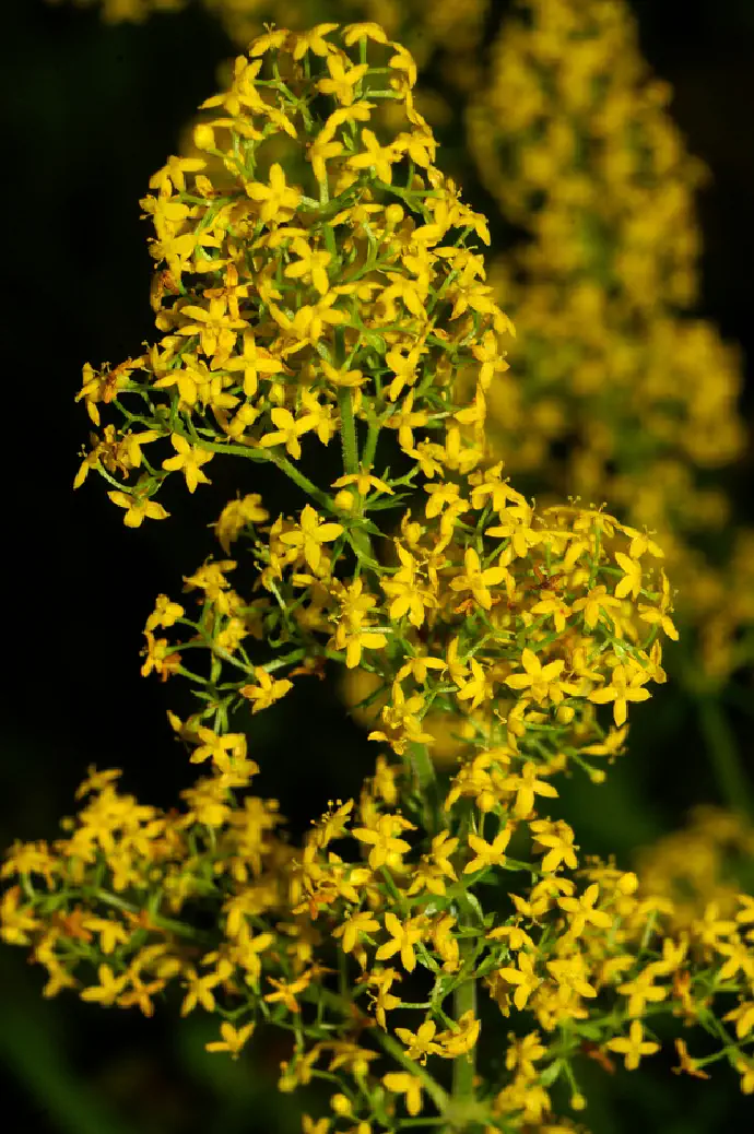 Lady's bedstraw may also be used in traditional skin care.
