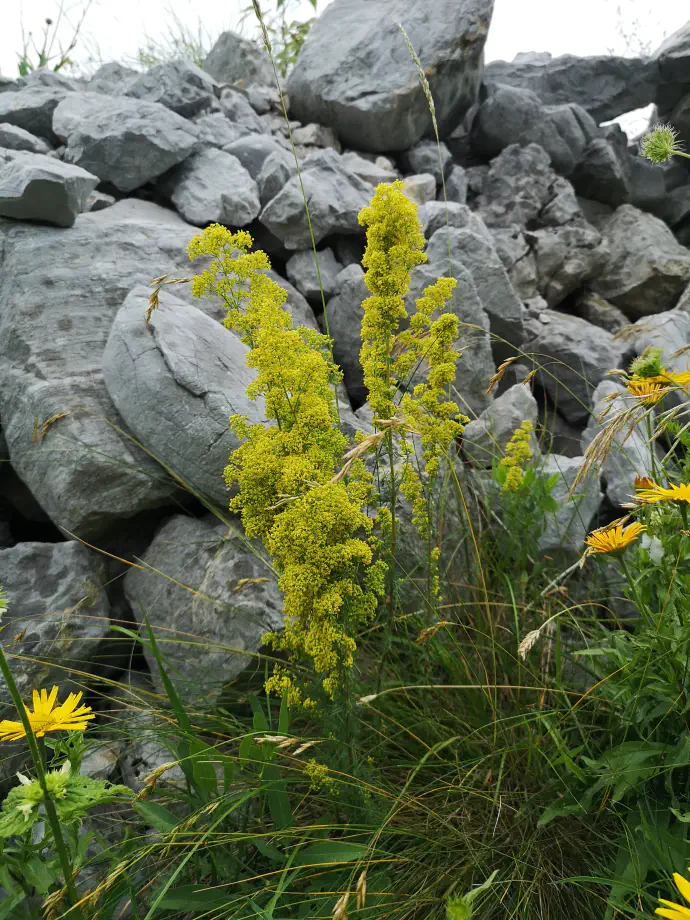 Lady's bedstraw (*Galium verum*) with golden-yellow flowers in bloom, with a honey-like fragrance.