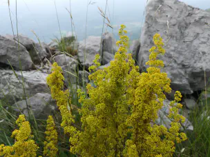 ladys-bedstraw.jpg