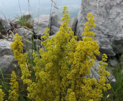 Lady&rsquo;s Bedstraw (Galium verum)