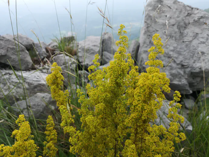 Lady's bedstraw (*Galium verum*) in bloom at its natural habitat.