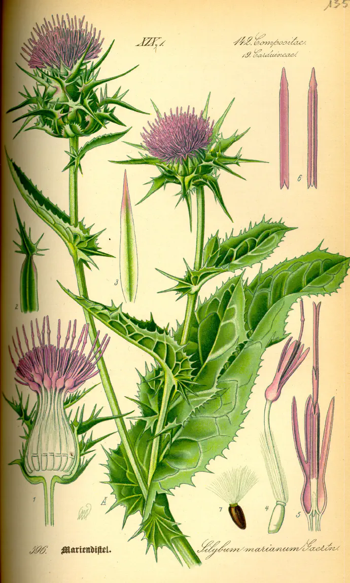 Vintage botanical illustration of milk thistle (*Silybum marianum*) showing plant morphology