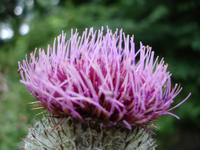 Close-up of a milk thistle flower with characteristic prickly involucral bracts