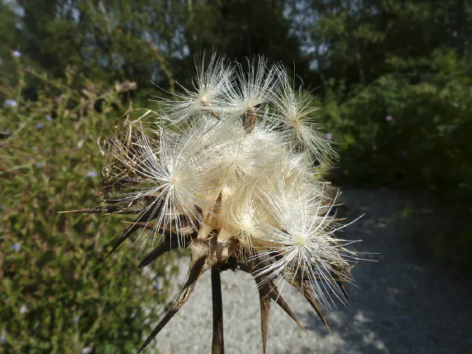 Fully mature and open milk thistle flower with fluffy seeds ready for dispersal