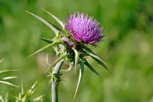 early-flowering-stage-milk-thistle.jpg