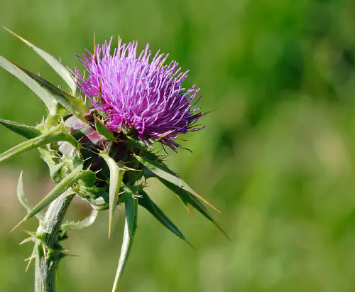 Milk thistle (Silybum marianum)