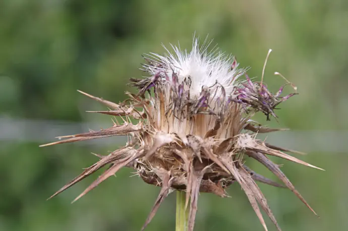 Mature milk thistle flower with white down already showing on the prickly head