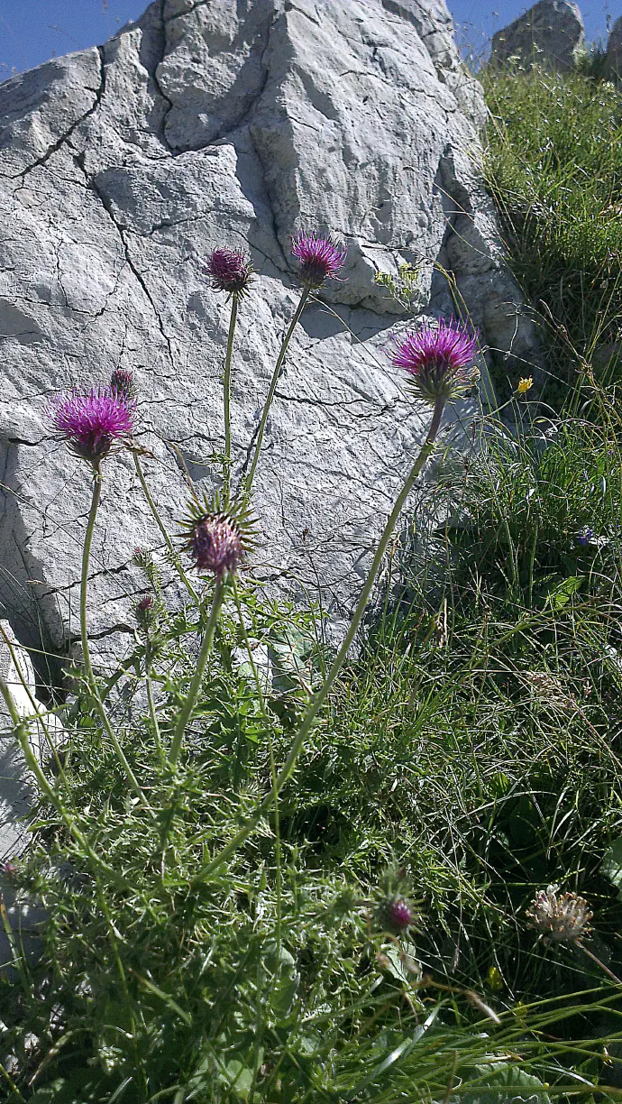 Group of flowering milk thistles growing beside a rock in nature