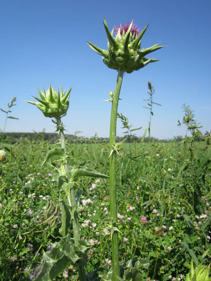 Milk thistle plant with a spiky stem and a developing flower in a meadow