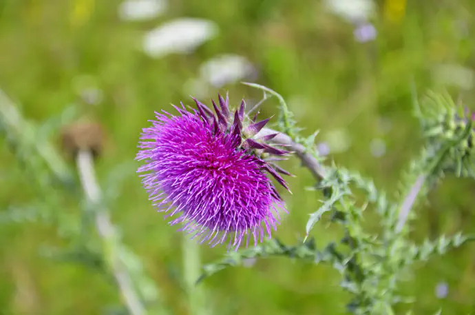 Fully developed purple milk thistle flower (*Silybum marianum*) from a side profile