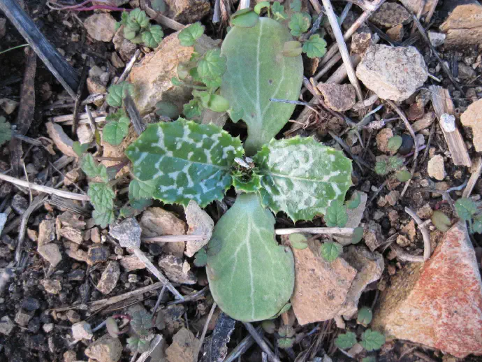 Young basal rosette of milk thistle with distinct white spots on the leaves