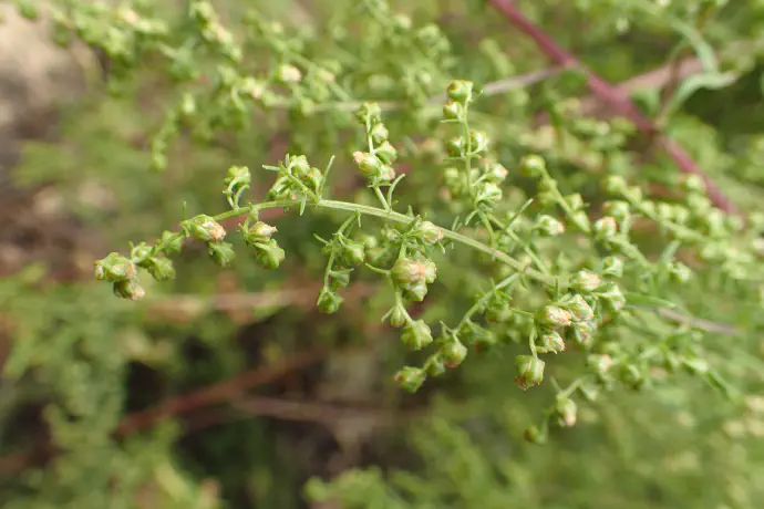 Sweet wormwood at the beginning of flowering.