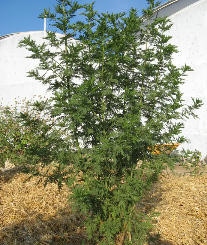 Sweet wormwood thriving in the garden.