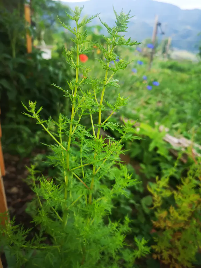 Sweet wormwood leaves.