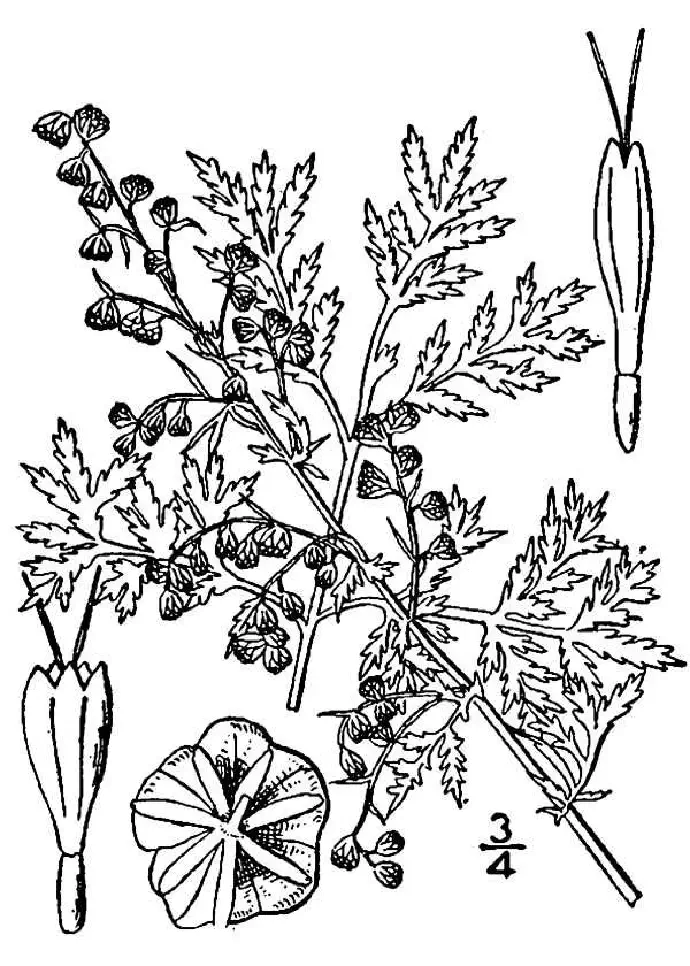 Illustration of the sweet wormwood and all its parts to help identify the plant.