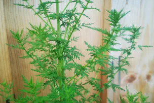 sweet-wormwood-leaves.jpg
