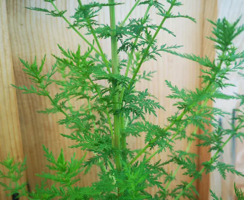 Sweet wormwood (Artemisia annua)