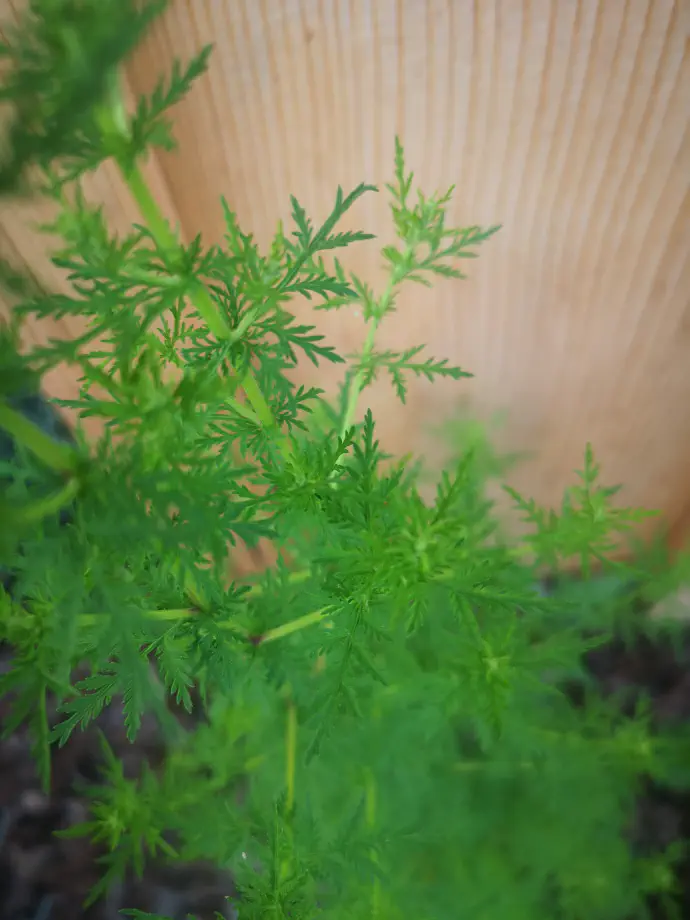 Sweet wormwood leaves.