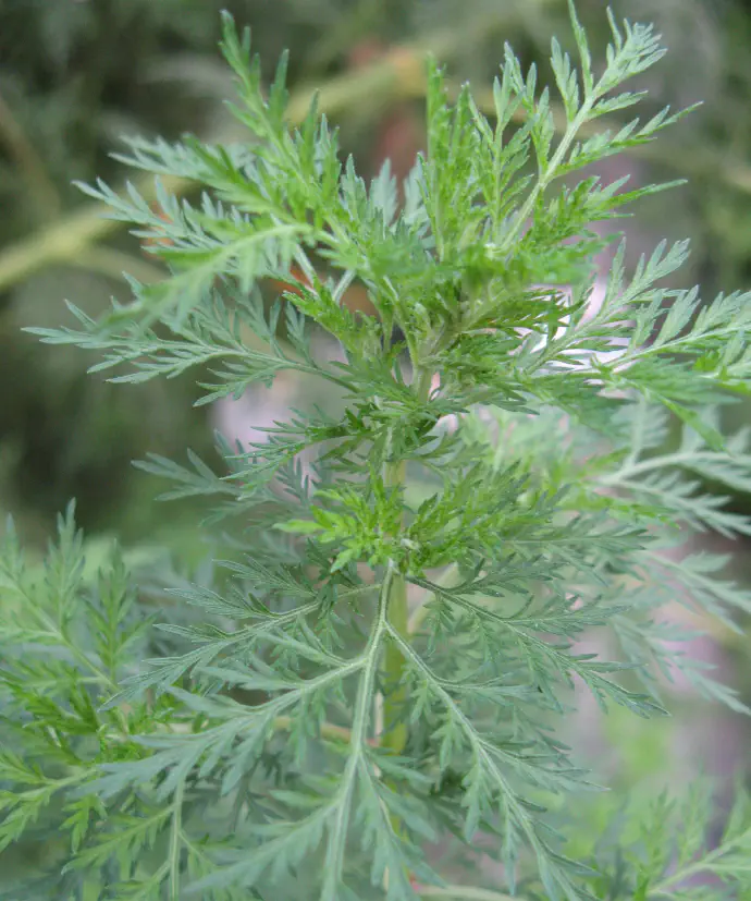 Sweet wormwood thriving and sprouting new side shoots with leaves..