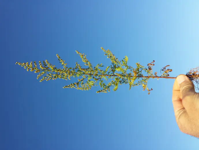 Sweet wormwood in flower.
