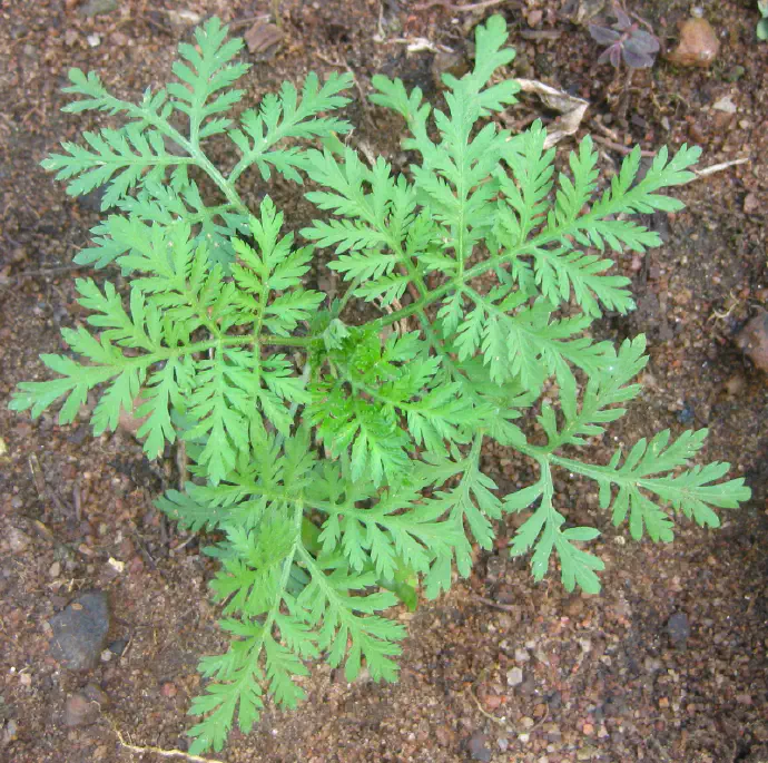 Young sweet wormwood plant.