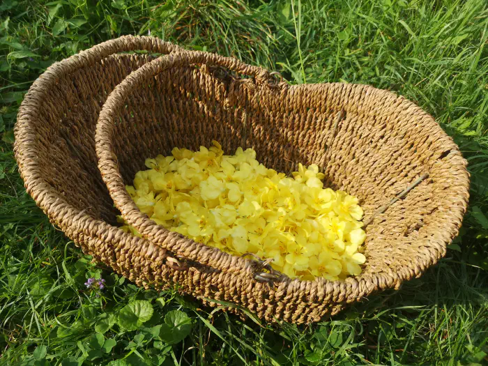 Harvesting the flowers of the orange mullein (Verbascum phlomoides) in a wicker basket.